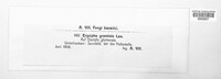 Blumeria graminis image